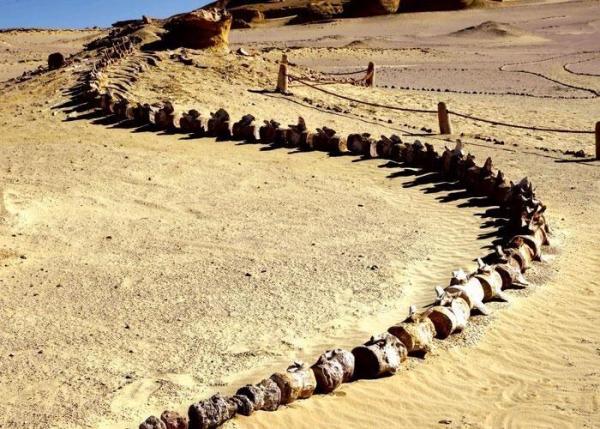 Ali Bin Towar Network