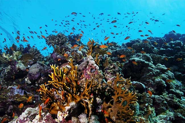 السعودية تفتتح قرية للحفاظ على الشعب المرجانية