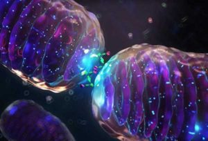 الميتوكوندريا عضيات دقيقة مذهلة تضطلع بإنتاج الطاقة في الخلية