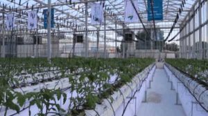 أساليب زراعة مستدامة تستهدف تنمية هذا القطاع في قطر