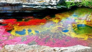يتزين النهر بالألوان أثناء عملية التكاثر للنباتات المائية فيه.