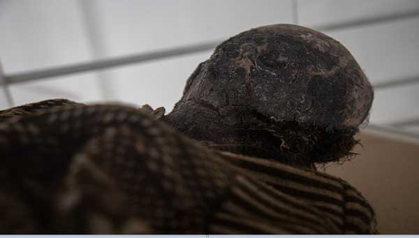 مومياوات سان برناردو الطبيعية: لغز محيّر حول جثث عمرها 100 عام ظلت محفوظة بشكل جيد!